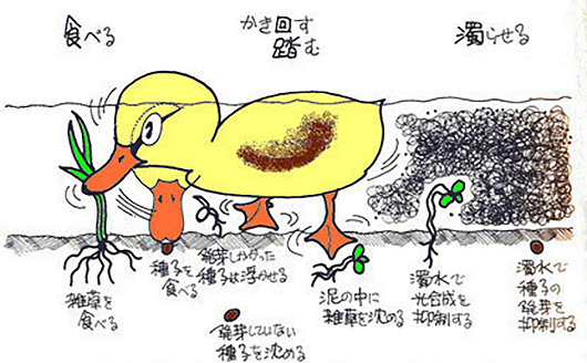 合鴨の働き