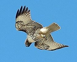 250px-RedTailedHawkSoaring[1].jpg