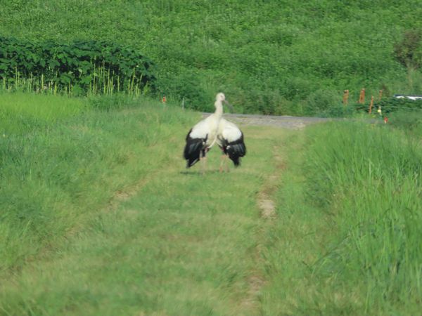 IMG_1482.JPG