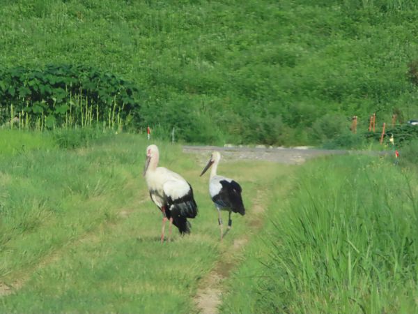 IMG_1483.JPG