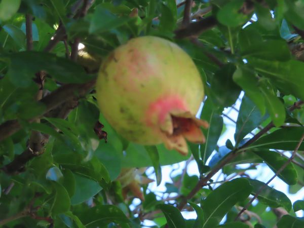 IMG_1487.JPG