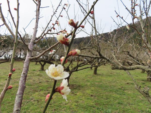 IMG_1623.JPG