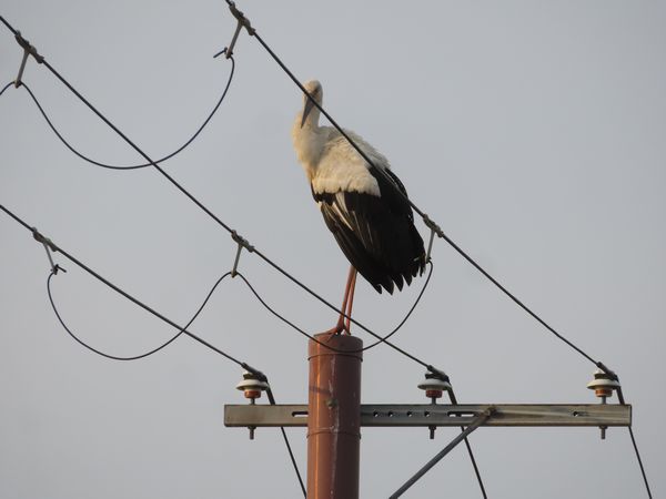 IMG_2166.JPG