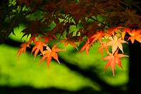 autumn-leaves_00008[1].jpg