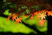 autumn-leaves_00008[1].jpg